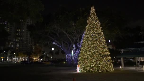 Vídeo Movimiento Nocturno Árbol Navidad Parque — Vídeos de Stock