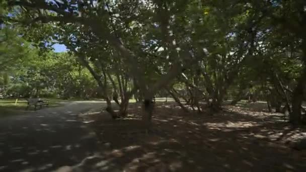 Motion Video Parque Florida Con Árboles Párrafo — Vídeos de Stock