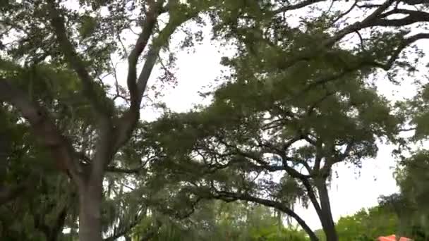 Chênes vivants du Sud Miami FL 4k 