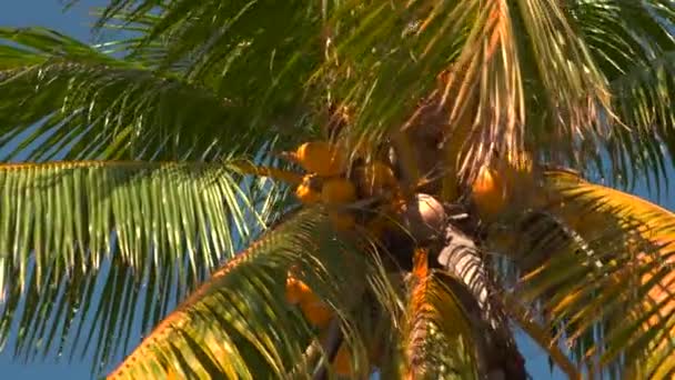 在一棵棕榈树上的椰子的一群 — 图库视频影像