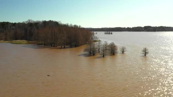 Troupeau Grand Héron Sur Les Arbres Lac Alabama Usa — Video