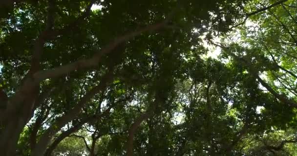 Silný Vítr Slunce Proudí Mezi Stromy — Stock video