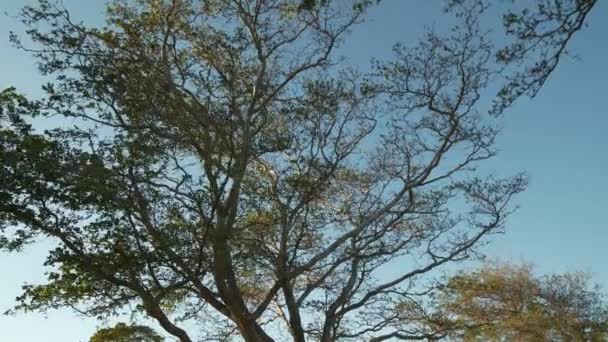 Des images relaxantes d'un arbre sur un ciel bleu 4k