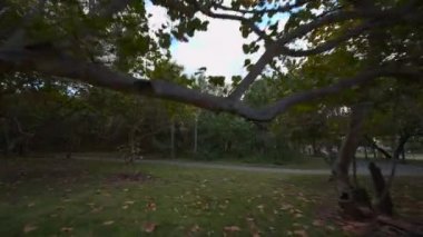 Miami North Beach Parkı 4K