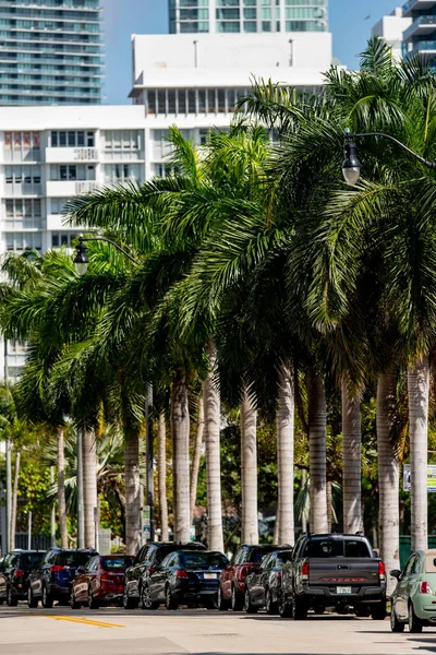 Aparcamiento Calle Miami Con Fila Palmeras — Foto de Stock