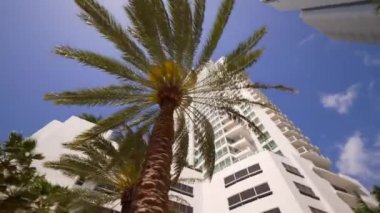Miami manzaralı palmiye ağaçları binalar ve güneş parlıyor