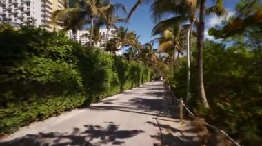 Miami Sahili 'nin yeşil yolu Palmiye ağaçlarıyla