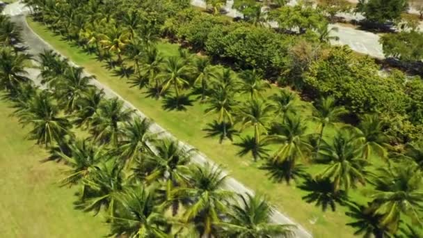 Aerial Drone Video Palm Trees Park — Stock Video
