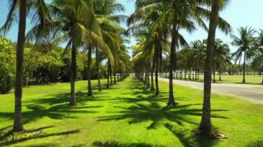 Palmiye ağaçları ve yeşil çimenlerin arasına doğru itin.