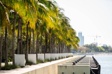 Palmiye ağaçlarıyla Miami Körfezi sahnesi