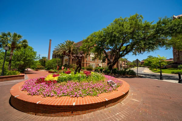 Fsu Frühlingslandschaft Florida State University Campus — Stockfoto