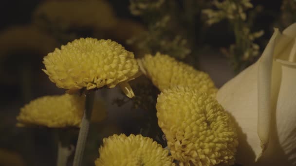 Timelapse Zonsondergang Een Tuin Gele Bloemen — Stockvideo