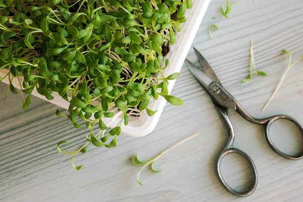 Cress sprouts and scissors — Stock Photo, Image