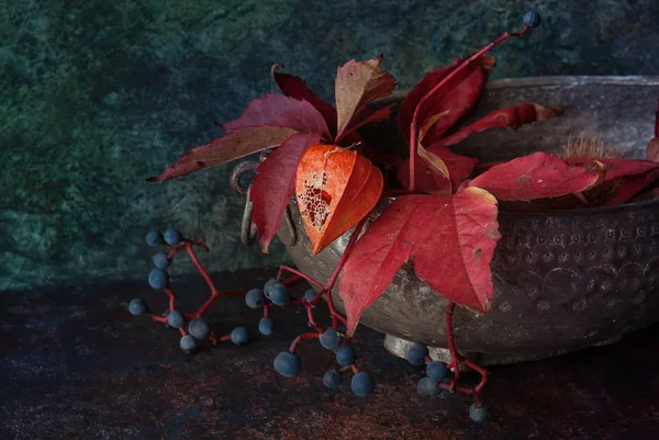 Physalis ile sonbahar dekorasyonu — Stok fotoğraf