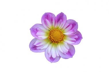 Paskalya Bonnet çiçek - izole