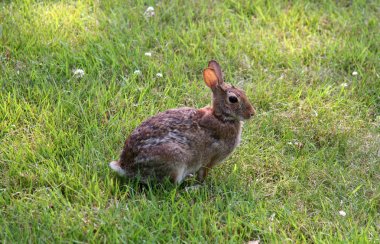 Çayırda bekleyen tavşan atış kapatın