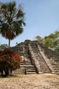 Chacchoben Maya harabelerini Meksika