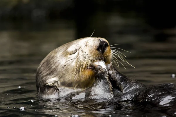 Lake Otter Eten Van Vis Het Water — Stockfoto