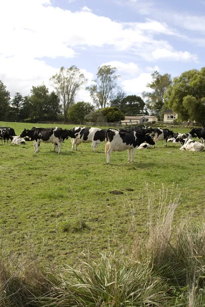 農場で乳牛の群れ — ストック写真
