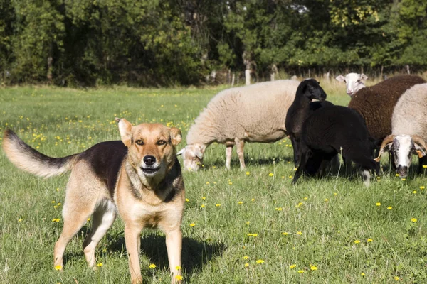 Farm Dog Guarding Herd of Sheep on Farm Land