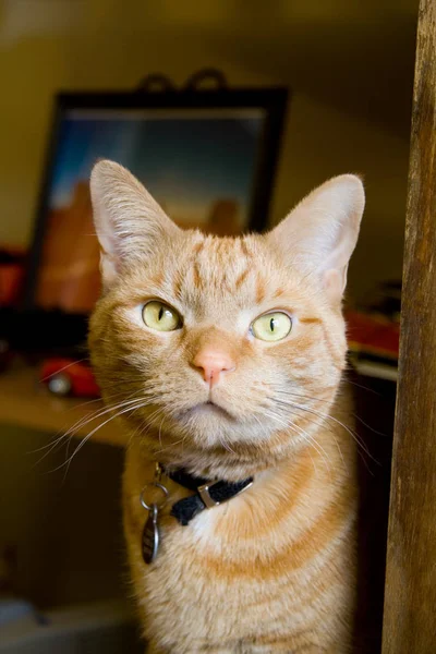 Orange Tabby Cat Stare While Sitting — Stock Photo, Image