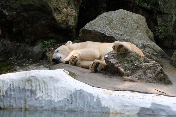 Polar Bear Sleeping His Cave Area — Stock Photo, Image