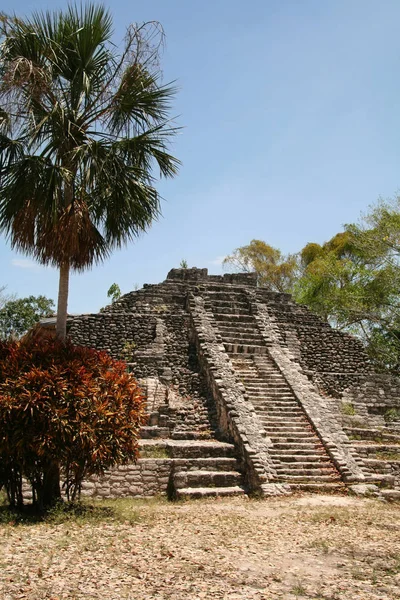 Chacchoben Maya Harabelerini Meksika — Stok fotoğraf