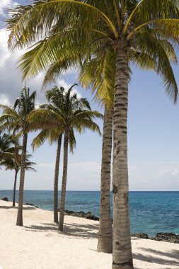 Palmiye ağaçları siluet San Diego California günbatımı gökyüzü üzerinde 