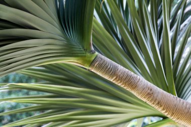 Büyük Aloe Vera bitki dal