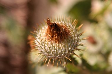 Bud tehlikeli bitki iğne ile çivili