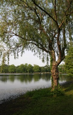 Gölün su tarafından sessiz ağaç ile eğlence