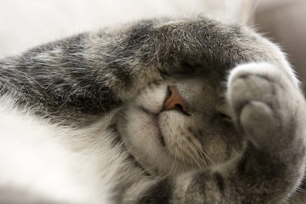 Gato Gris Bashful Con Patas Cara —  Fotos de Stock