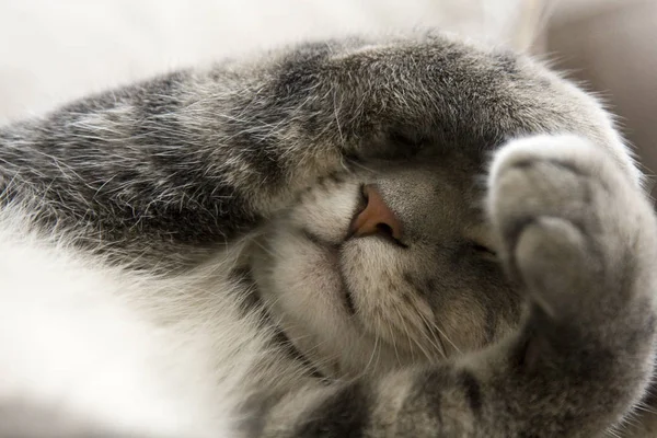 Verlegen Grijze Kat Met Poten Gezicht — Stockfoto