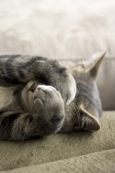 Bashful Gray Cat Paws Face — Stock Photo, Image