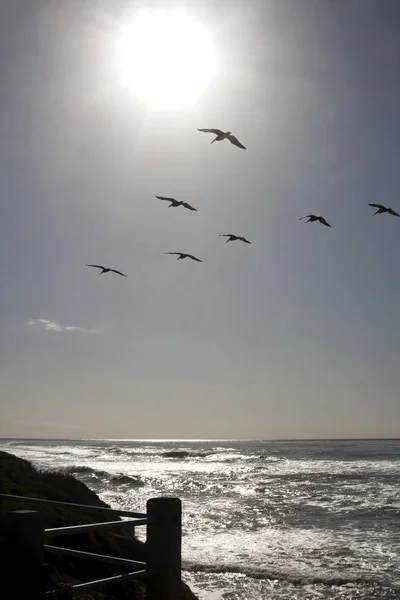 Tepegöz uçan tarihinde Pasifik Okyanusu martılar ile parlayan güneş