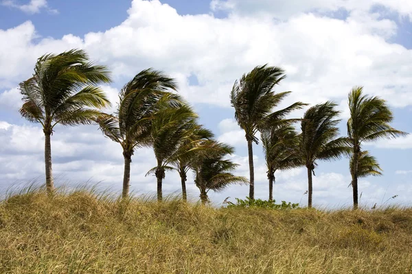 Wind blowing trees Stock Photos, Royalty Free Wind blowing trees