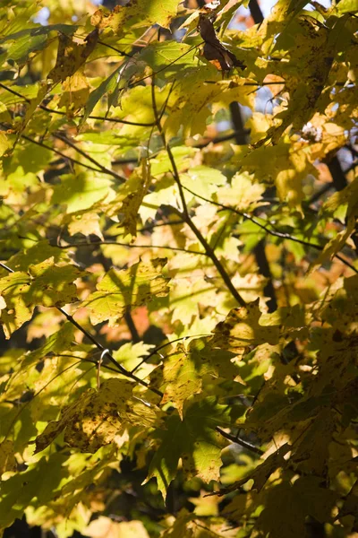 Colorful Tree Autumn Season Vermont — Stock Photo, Image