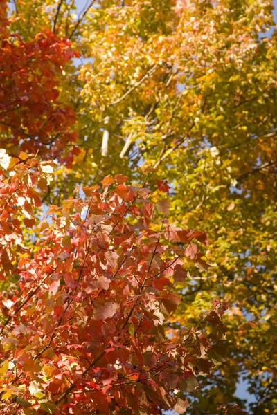 バーモント州の秋の季節のカラフルな木々 — ストック写真