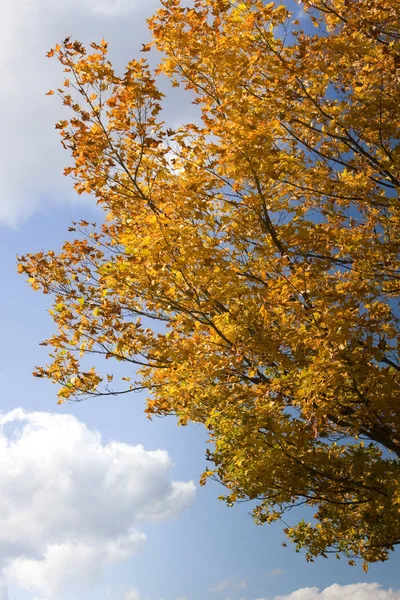 Colorful Tree Autumn Season Vermont — Stock Photo, Image