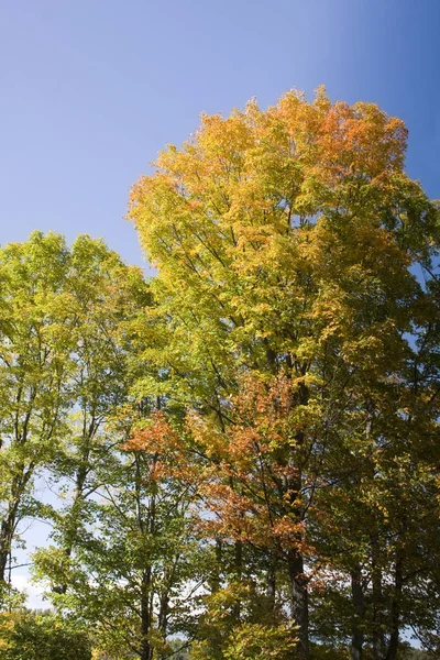 Πολύχρωμα Δέντρα Στην Εποχή Του Φθινοπώρου Στο Βερμόντ — Φωτογραφία Αρχείου