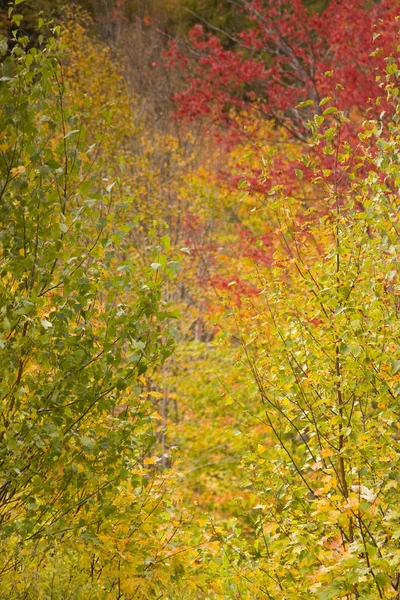 バーモント州の秋の季節のカラフルな葉 — ストック写真