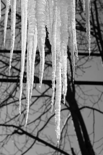 Sharp Spikes Dripping Cold Icicles Winter — Stock Photo, Image