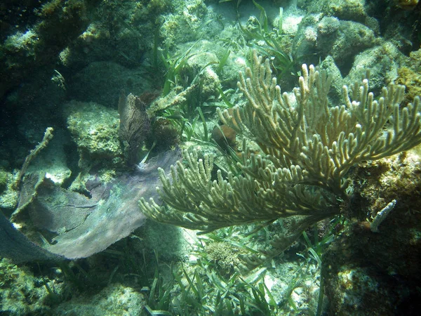 Ozdobný Podvodní Korálové Great Barrier Reef — Stock fotografie