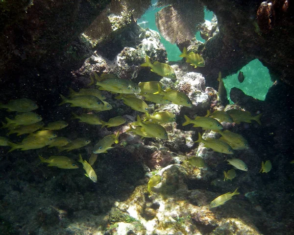 Gelber Fisch Korallenriff Versteckt Sich — Stockfoto