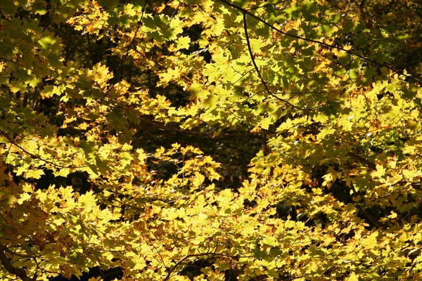 Yellow Forest Leaves Changing Autumn Season — Stock Photo, Image