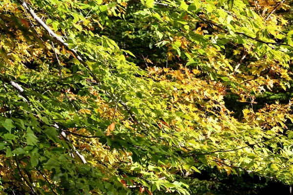 Green Leaves Turning Autumn — Stock Photo, Image