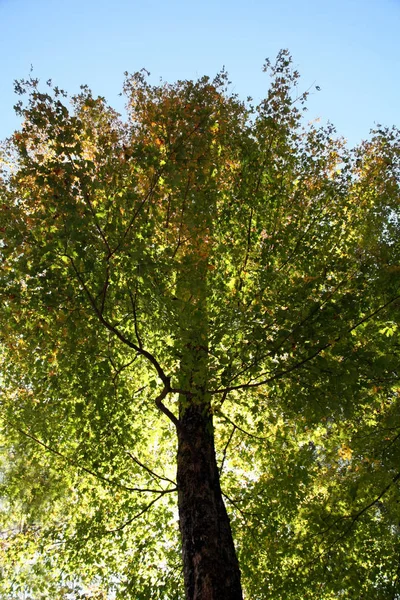 Πράσινο Δάσος Δέντρο Φύλλα — Φωτογραφία Αρχείου