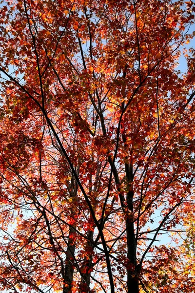 秋の紅葉クローズアップショット — ストック写真