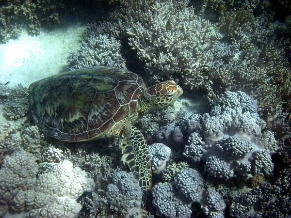 Amazing underwater close up shot