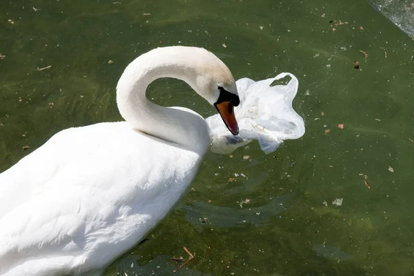 Swan Lake Műanyag Zacskót Szennyezés Stock Fotó